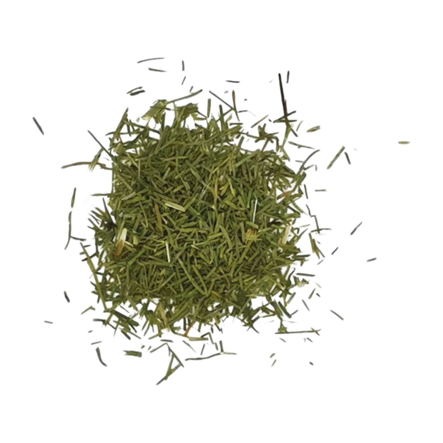 Zinnkraut (Ackerschachtelhalm) , bio